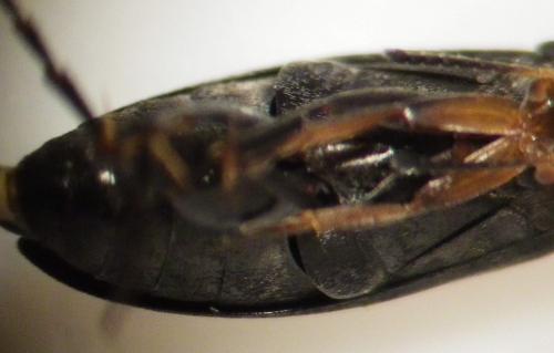 Réf. 255 698 : Anaspis frontalis